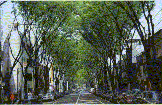 大型街路樹（GIF形式、約53KB)